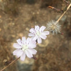 Meet your Posher, Desirae